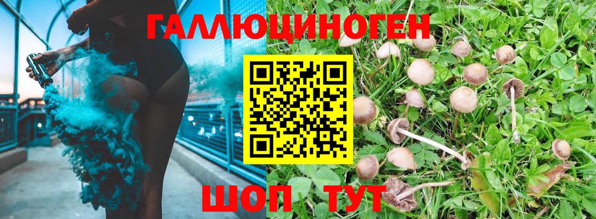 Галлюциногенные грибы Psilocybe  Вход с VPN  где купить наркоту  Канаш 