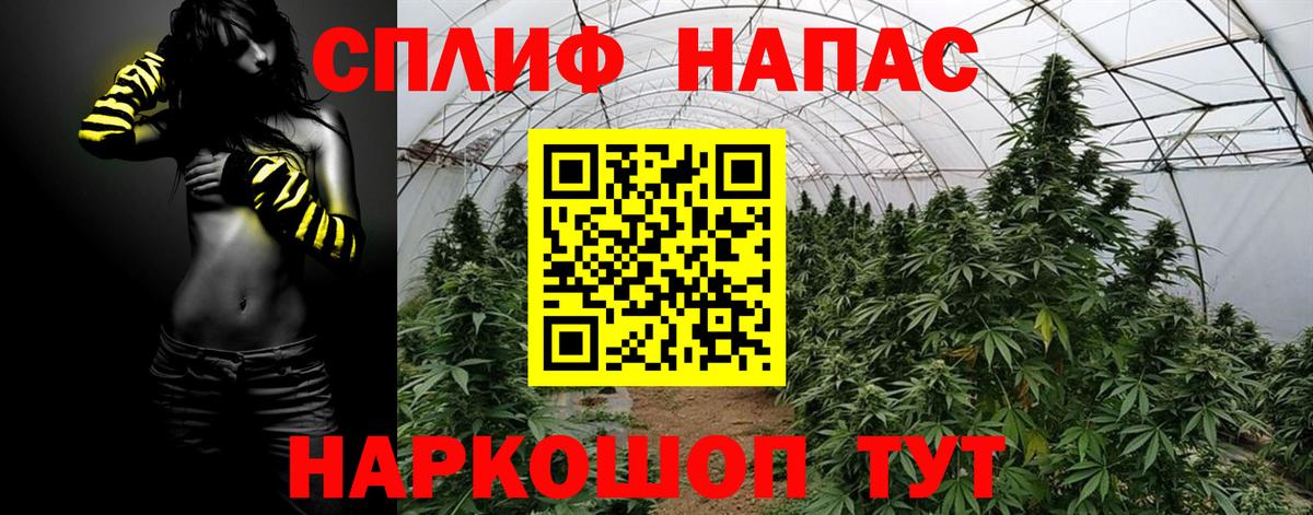 МАРИХУАНА сатива Канаш